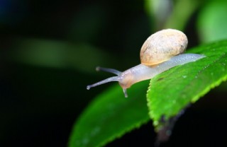 唯美蜗牛图片