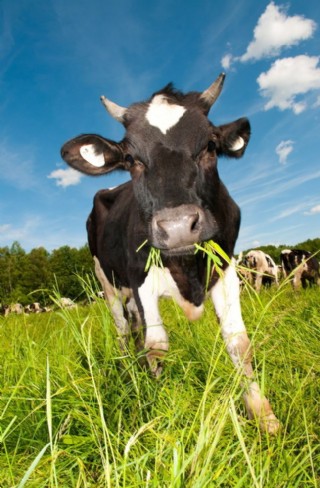 吃草的奶牛图片