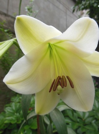 复古手绘白色百合花图片