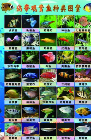 云南鱼类名录图片